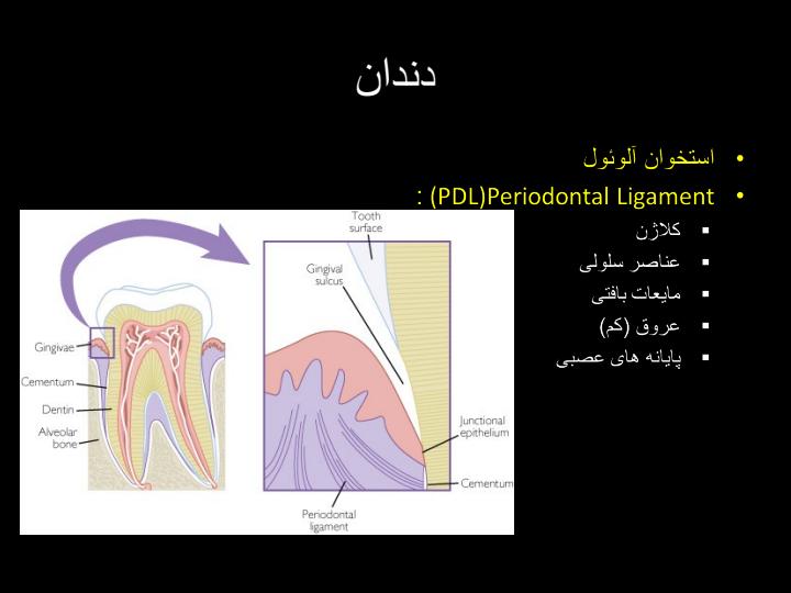 پاورپوینت بیومکانیک ارتودنسی