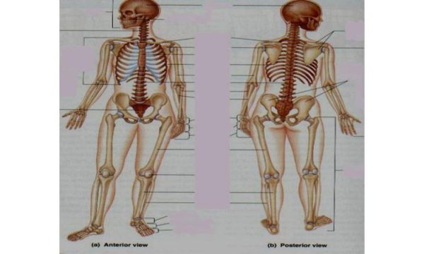 آناتومی