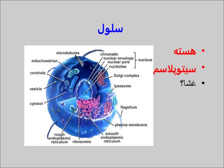 سلول-و-اندامكهاي-داخل-سلول2