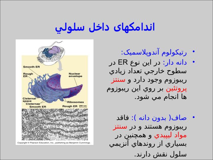 سلول-و-اندامكهاي-داخل-سلول4