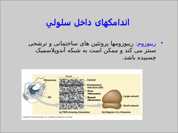 سلول-و-اندامكهاي-داخل-سلول5