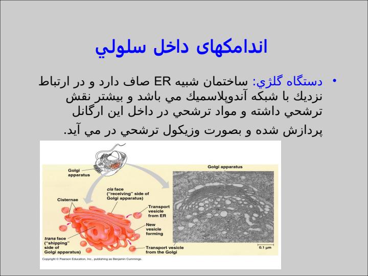 سلول-و-اندامكهاي-داخل-سلول6