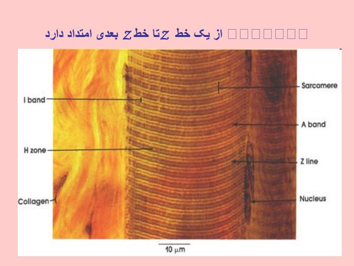 سلولهای-عضلانی4