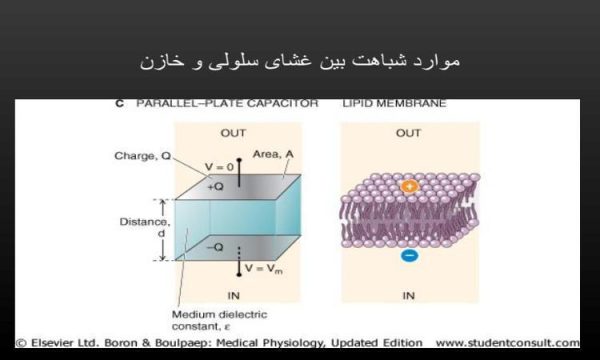 پاورپوینت موارد شباهت بین غشای سلولی و خازن