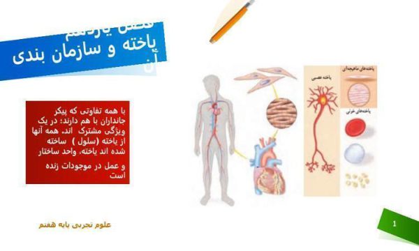 پاورپوینت علوم هفتم فصل 11 یاخته و سازمان بندی آن