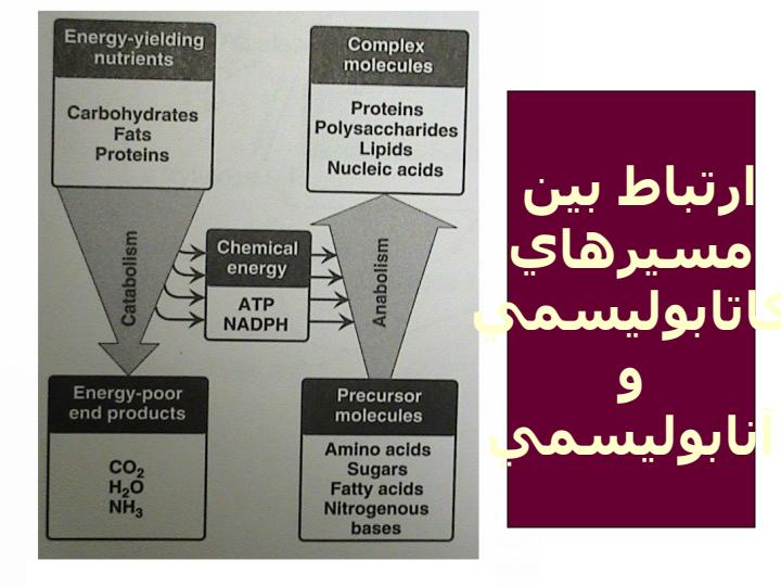 متابوليسم-و-بيوانرژتيك2