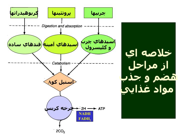 متابوليسم-و-بيوانرژتيك4