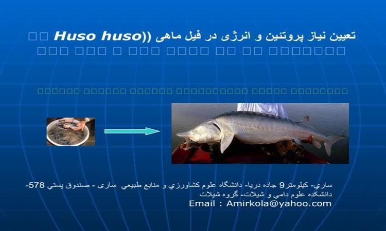 تعیین نیاز پروتئین و انرژی در فیل ماهی Huso huso با استفاده از مد لهای خطی و غیر خطی