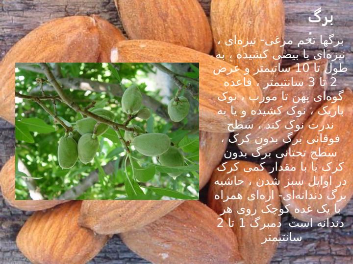 بادام4