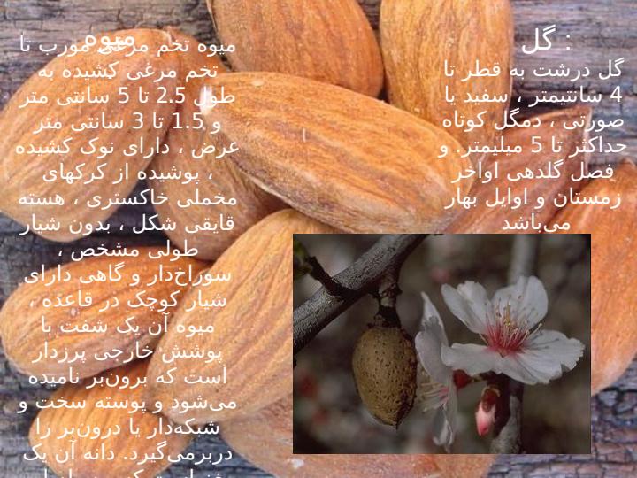 بادام5