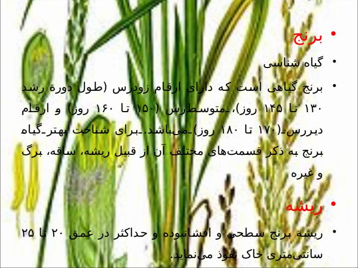 برنج1