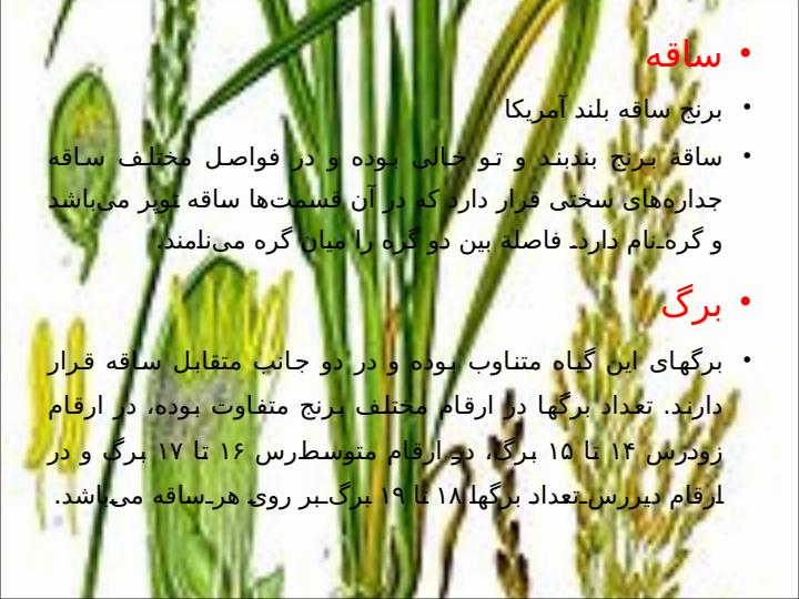 برنج2