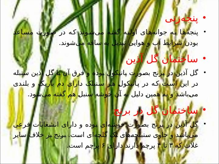 برنج3