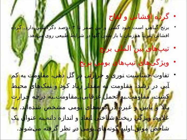 برنج4