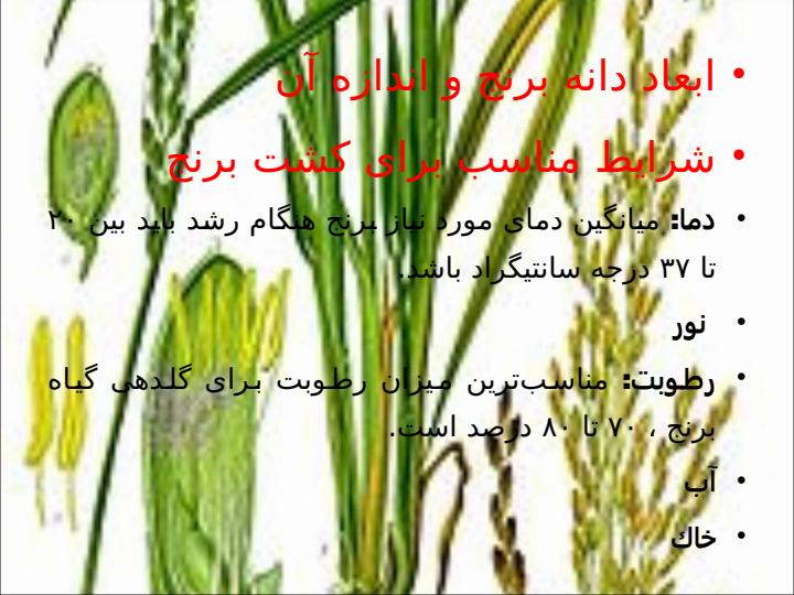 برنج5