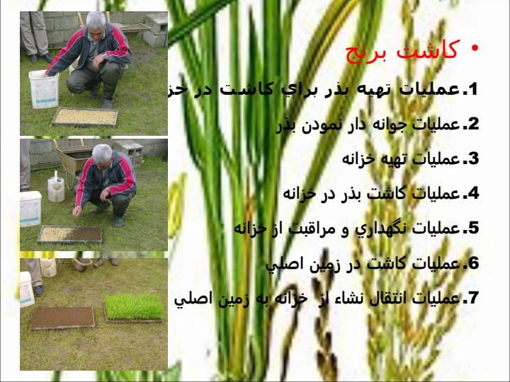 برنج6