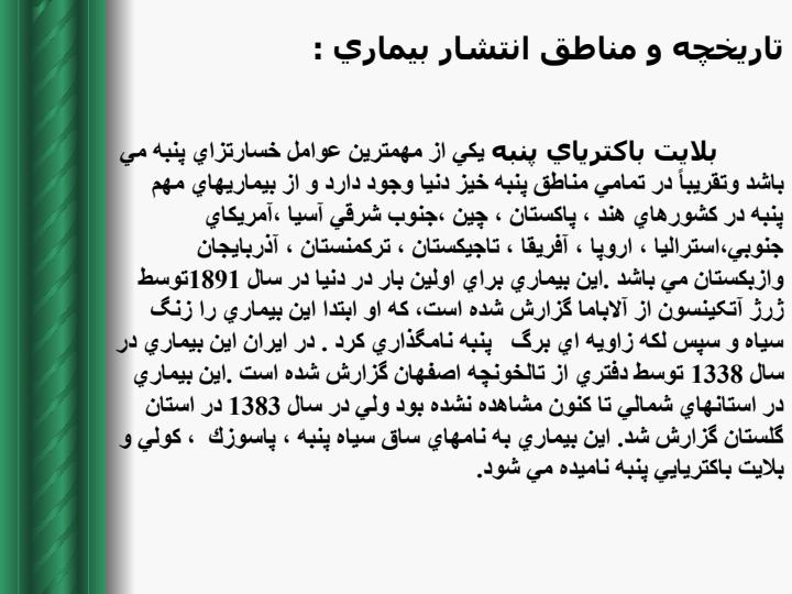 بلایت-باکتریایی-پنبه1