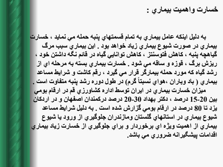 بلایت-باکتریایی-پنبه2
