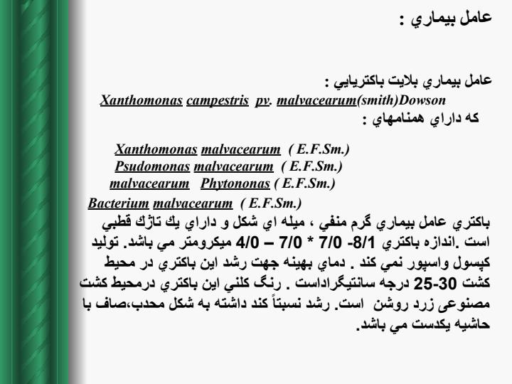 بلایت-باکتریایی-پنبه3