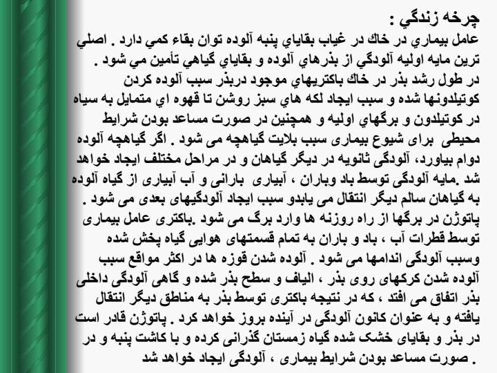 بلایت-باکتریایی-پنبه4