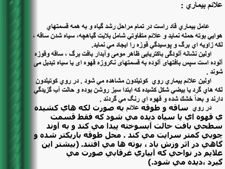 بلایت-باکتریایی-پنبه5