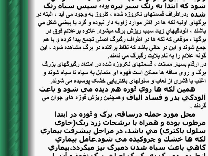 بلایت-باکتریایی-پنبه6