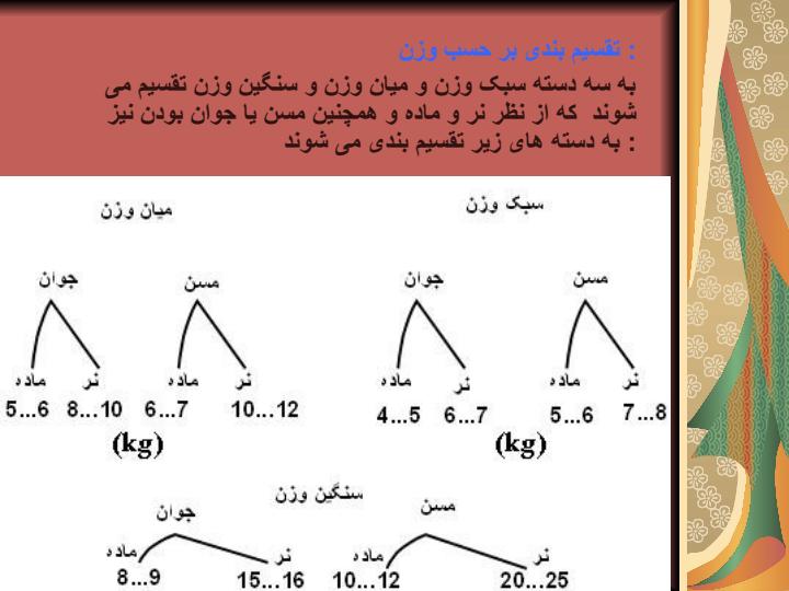 بوقلمون3