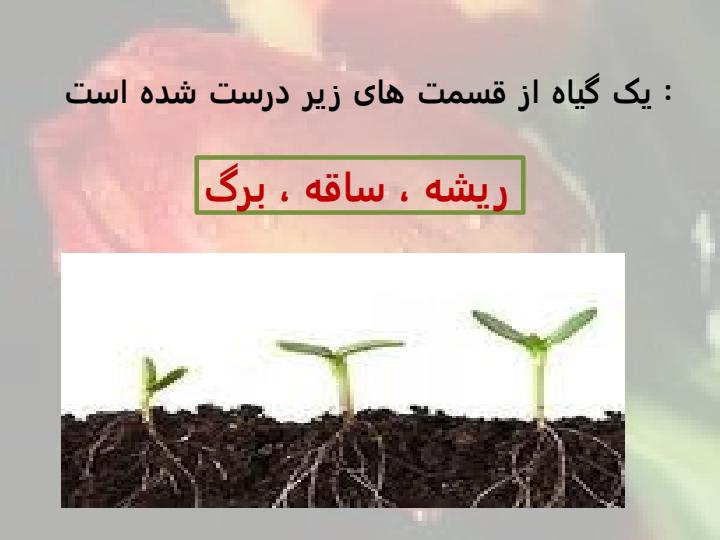 بکارید-و-ببینید2