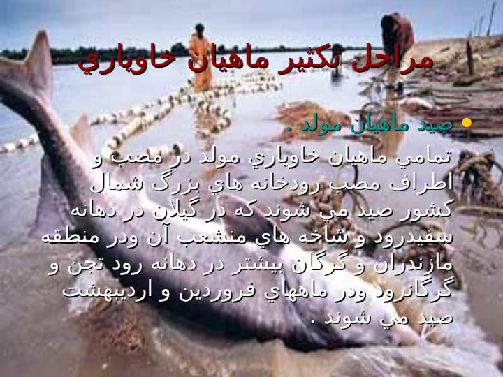 تكثير-مصنوعي-ماهيان-خاوياري3