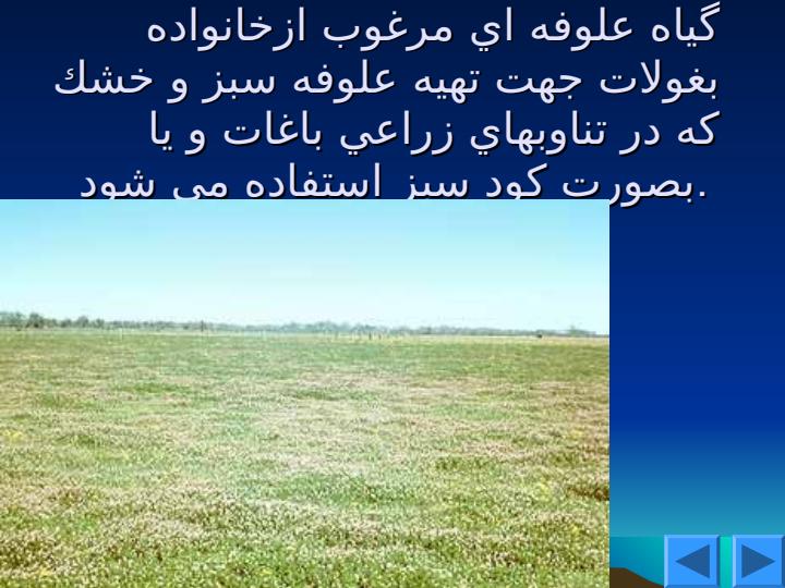 شبدر-ايراني2