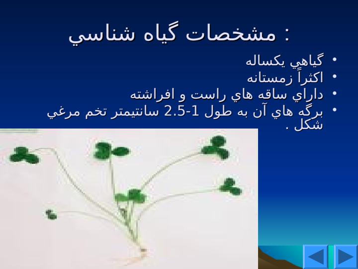 شبدر-ايراني4