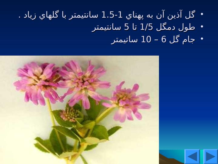 شبدر-ايراني5