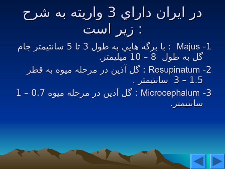 شبدر-ايراني6