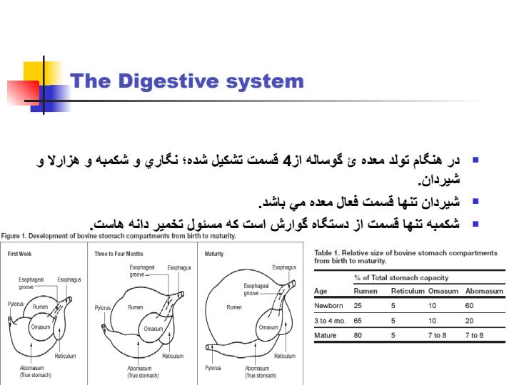 غذا-دادن-روزانه-گوساله1