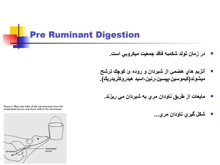 غذا-دادن-روزانه-گوساله2