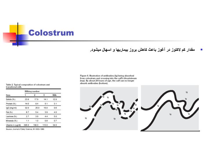 غذا-دادن-روزانه-گوساله6