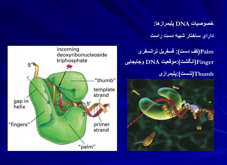 فاکتورهای-همانندسازی-DNAو-پلیمرازها2