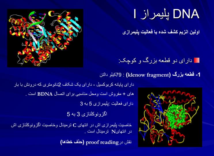 فاکتورهای-همانندسازی-DNAو-پلیمرازها4