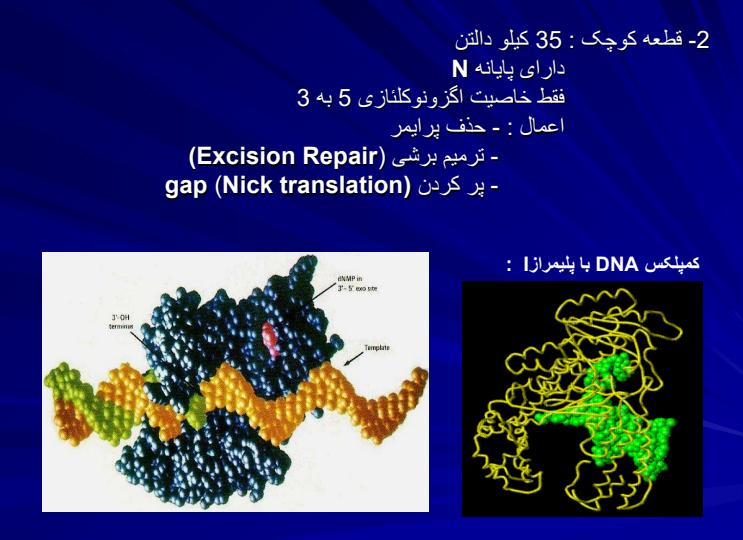 فاکتورهای-همانندسازی-DNAو-پلیمرازها5