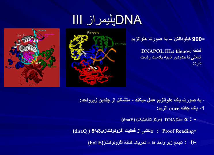 فاکتورهای-همانندسازی-DNAو-پلیمرازها6