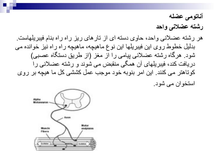 فیزیک-پزشکی6