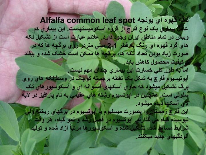 لکه-قهوه-اي-يونجه1