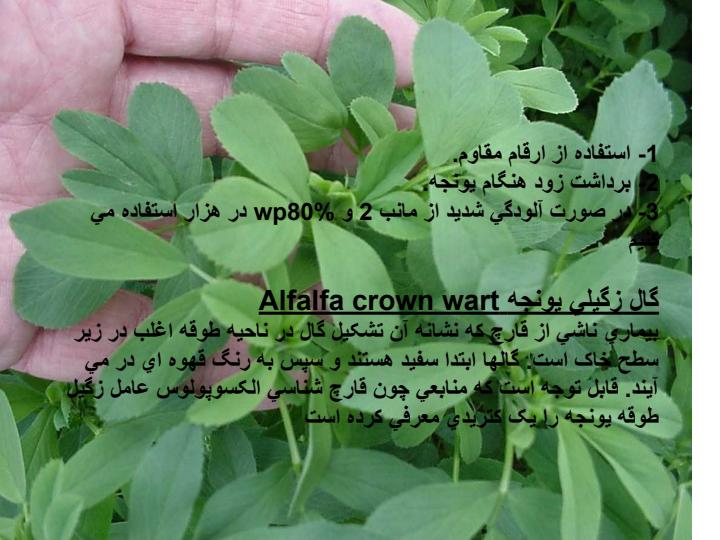 لکه-قهوه-اي-يونجه2