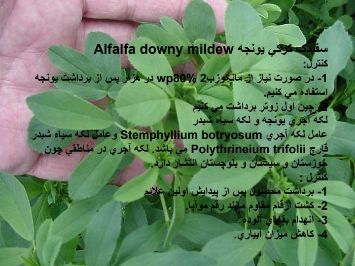 لکه-قهوه-اي-يونجه3