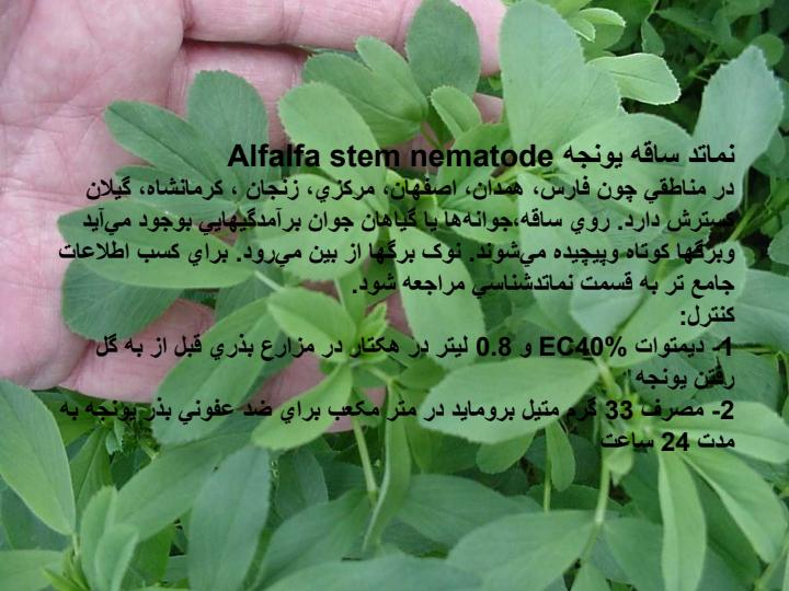 لکه-قهوه-اي-يونجه4