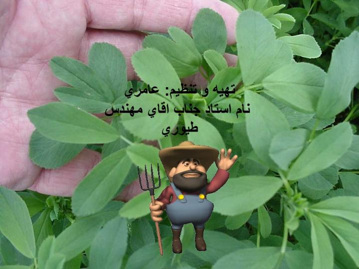 لکه-قهوه-اي-يونجه6