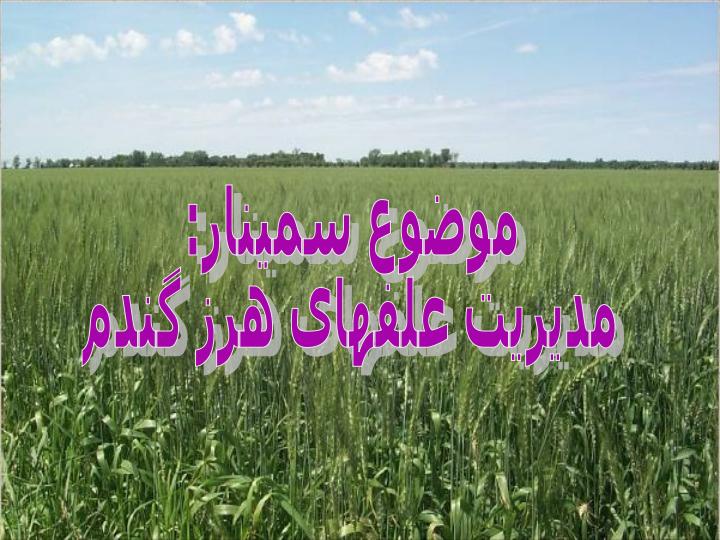 مدیریت-علفهای-هرز-گندم1