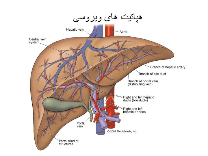 هپاتيت-مزمن1