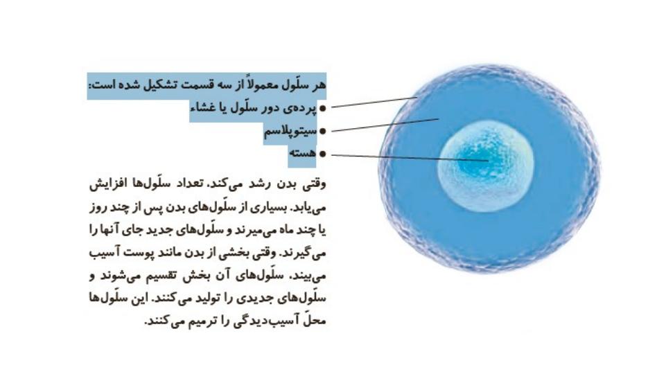 پاورپوینت-علوم-چهارم-درس-۹-بدن-ما-یک5