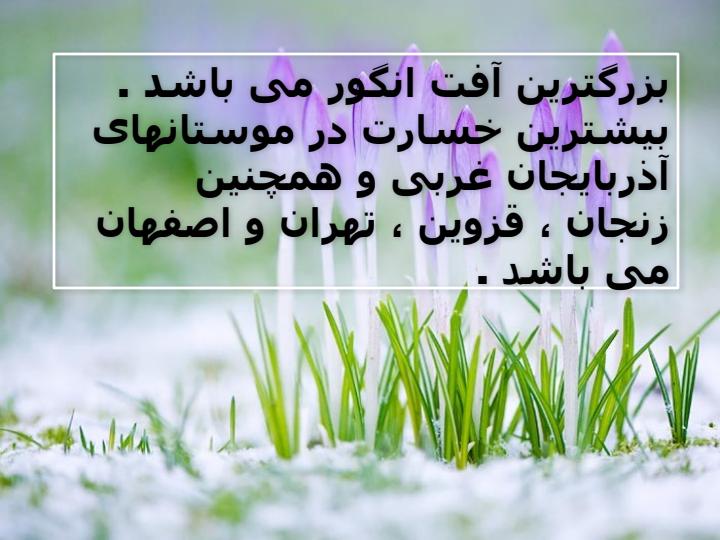 کرم-خوشه-خوار-انگور5